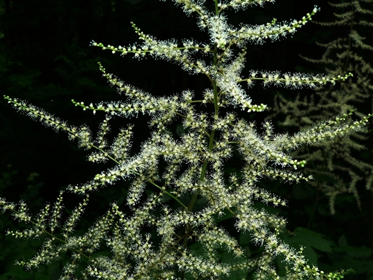 {Astilbe biternata}